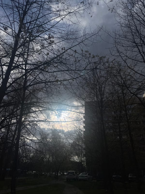 Bare tree canopy photographed against overcast Saint Petersburg sky