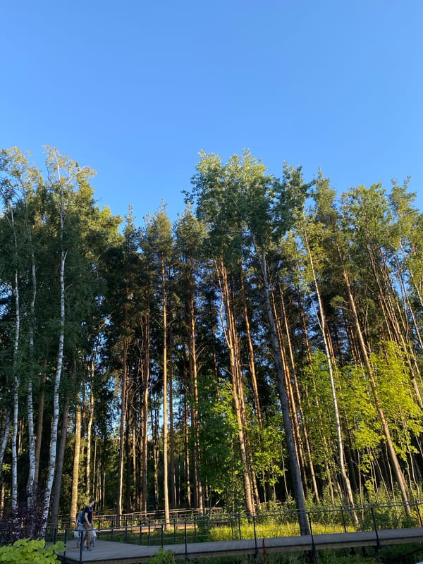 Forest paths and brick facades on a clear summer afternoon