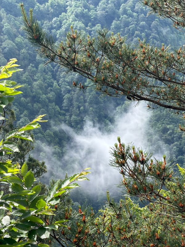 Morning mist blankets Georgian mountain forest near Potskho-Etseri