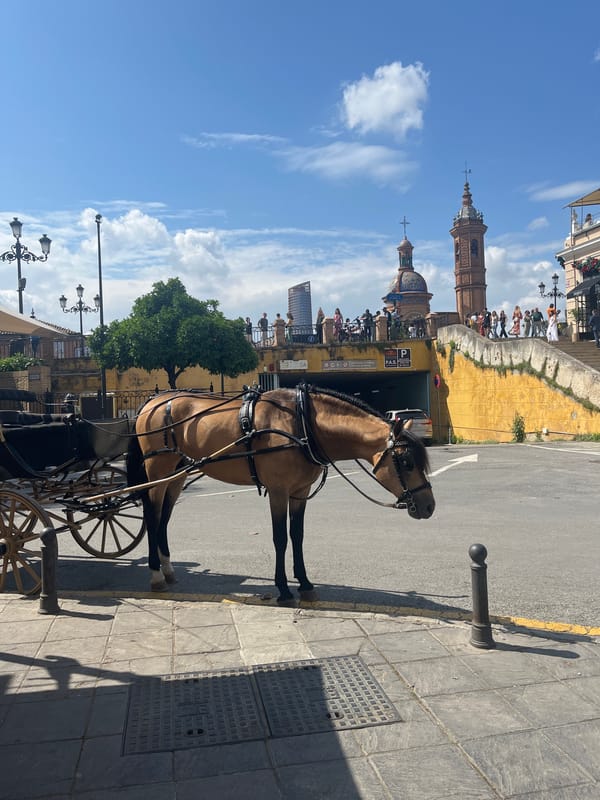 Daily street life documented across central Sevilla