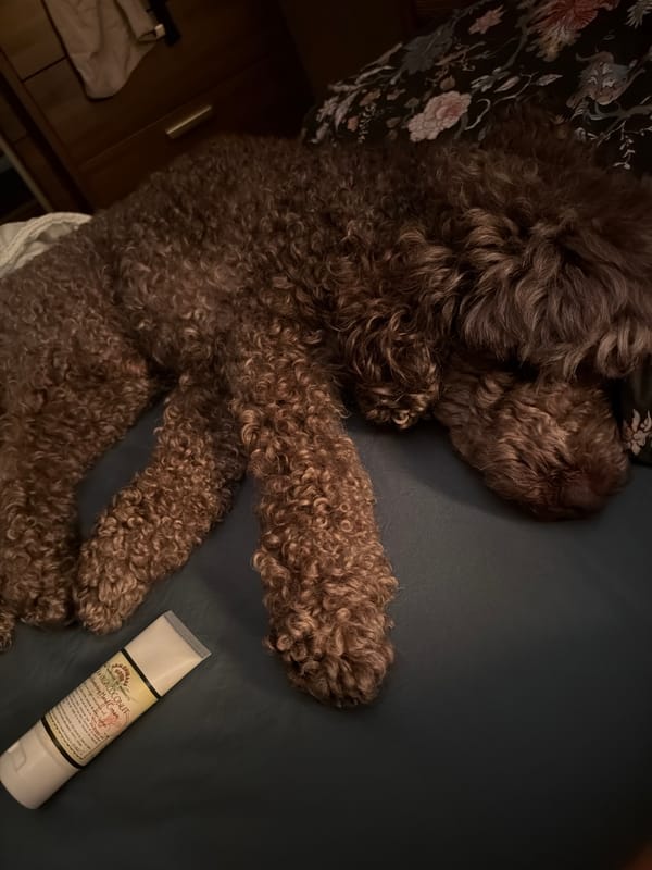 Curly-haired dog photographed resting on bed in Krasnoyarsk