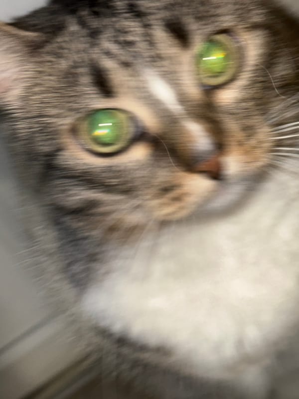 Interior snapshots capture everyday moments with cat, decor