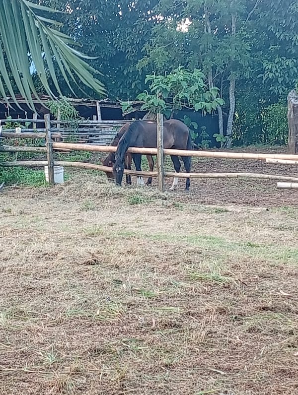 Evening livestock activity observed in Jamundí, Colombia