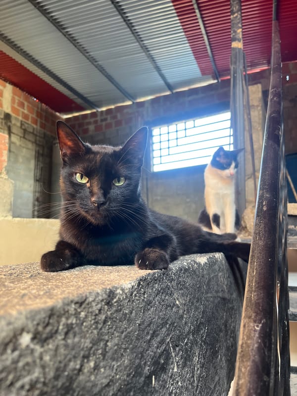 Cats and home studio scenes documented in Valencia