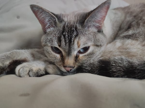 Lynx-point Siamese cat resting and grooming at home