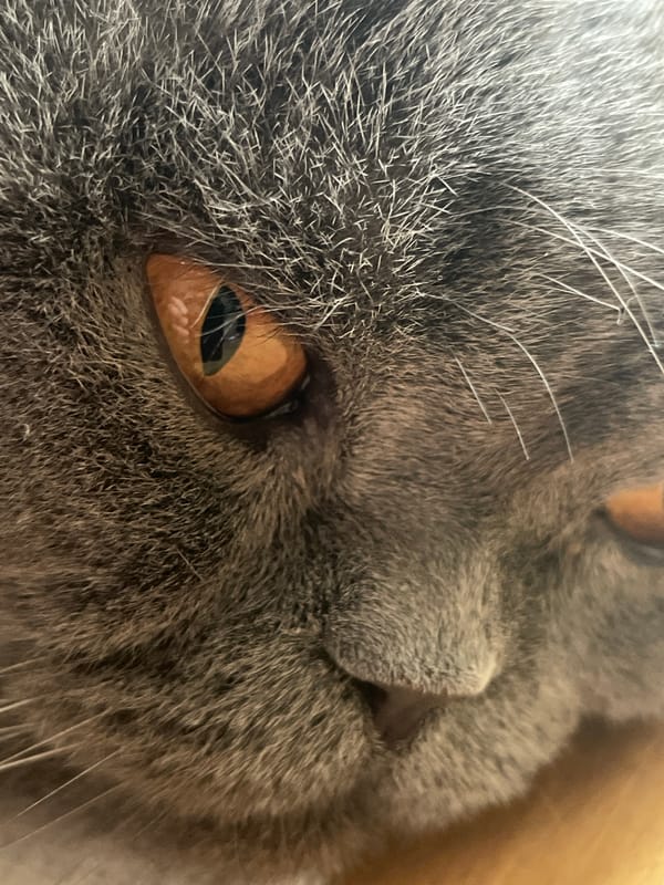 Gray cat and urban sunset captured in evening observations