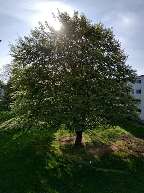 Sunny morning tree photograph captured by witness
