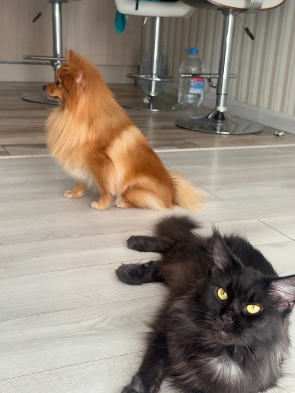Pomeranian and black cat share indoor moment in Sirius