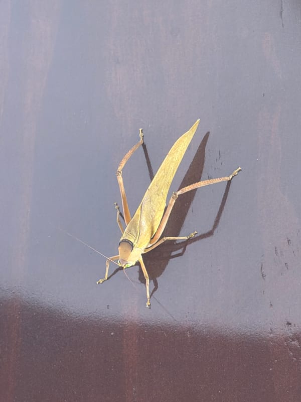 Spring evening nature observations capture katydid and flowering tree