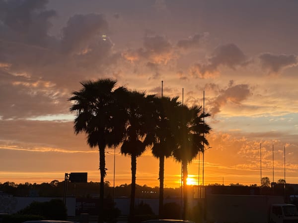 Sunset with palm trees observed in Sirius, Russia