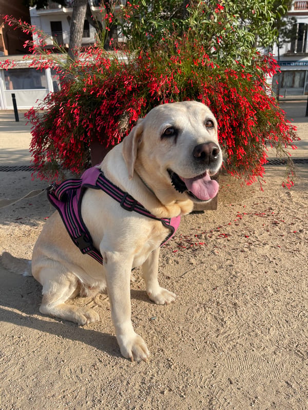 Coastal plaza stroll: statues, fountains, flowers, and a harbor view