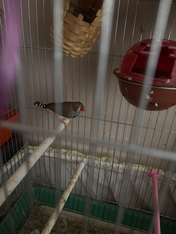 Interior moments documented in Bulgarian home during midday