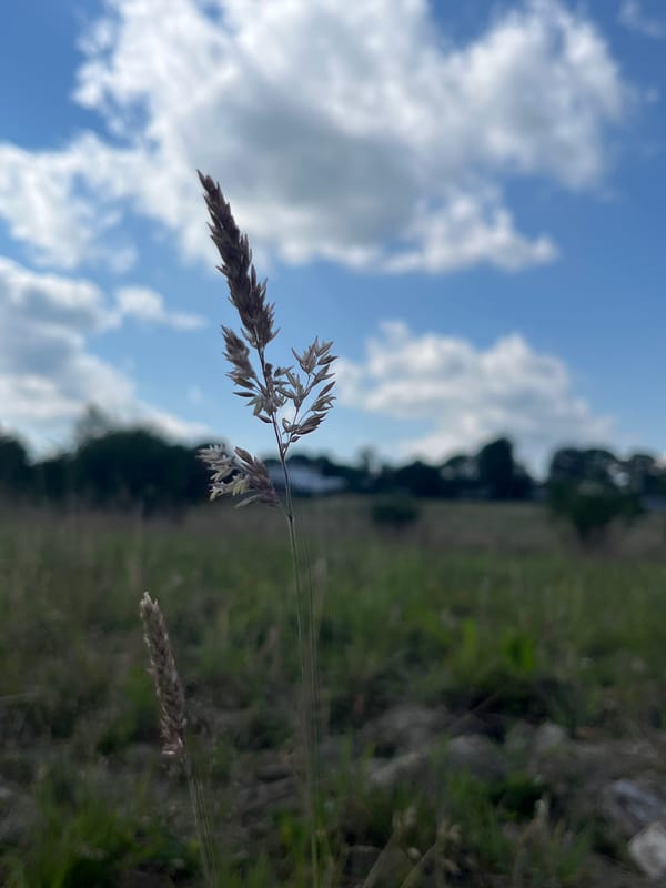 Afternoon dog walk through open fields near Saint-Vith