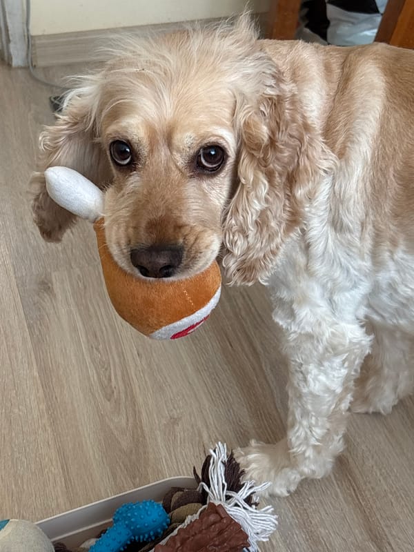 Cocker spaniel goes from toy time to nap in minutes