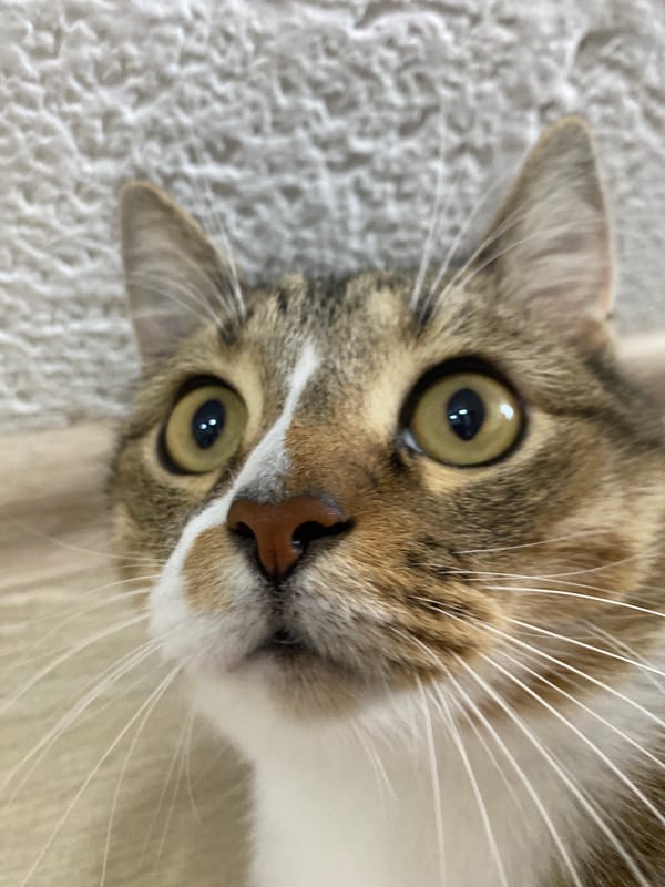 Close-up portraits of three cats in Novokuybyshevsk