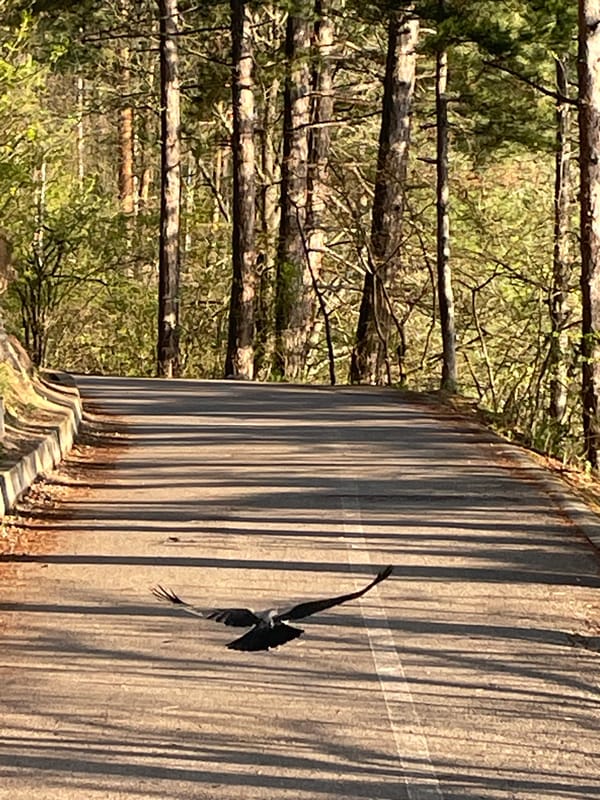 Spring afternoon scenes documented across Pancharevo region, Bulgaria