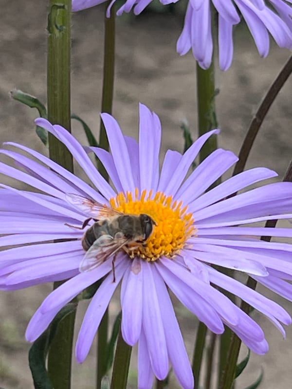 Garden pollinators and resting dogs on a June morning in Ilavche