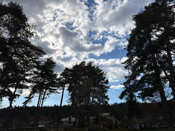 Morning residential area documented through trees and streetlights