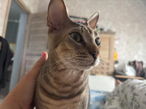 Tabby cat petted in close-up photograph in Natukhayevskaya