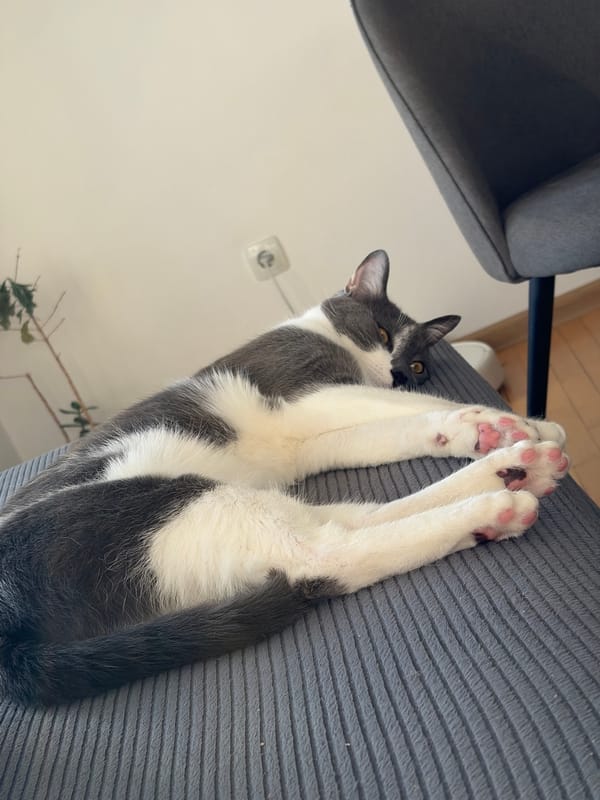 Cat rests on furniture in Sofia apartment