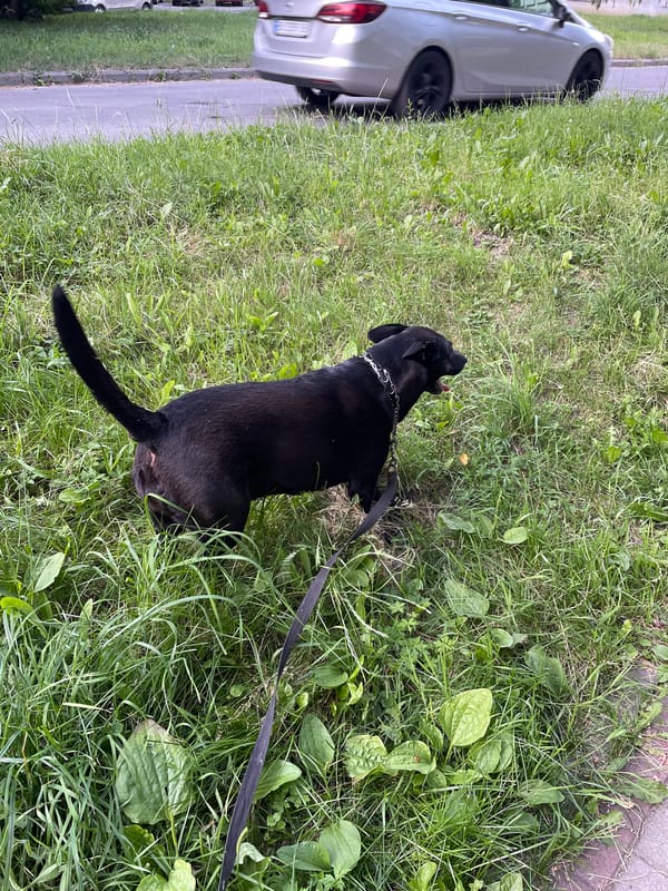 Dog walk through green streets of Khmelnytskyi on a summer afternoon