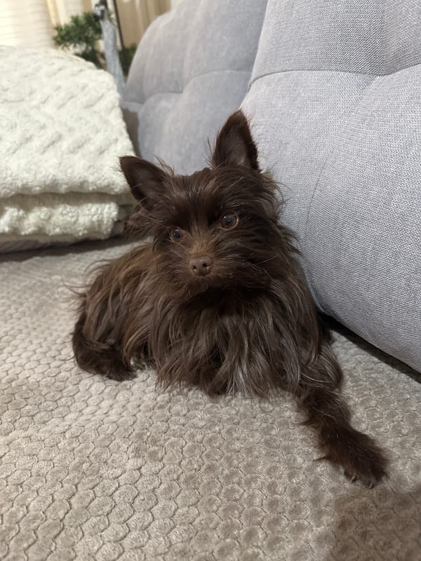 Brown dog rests on fabric surfaces in Sliven