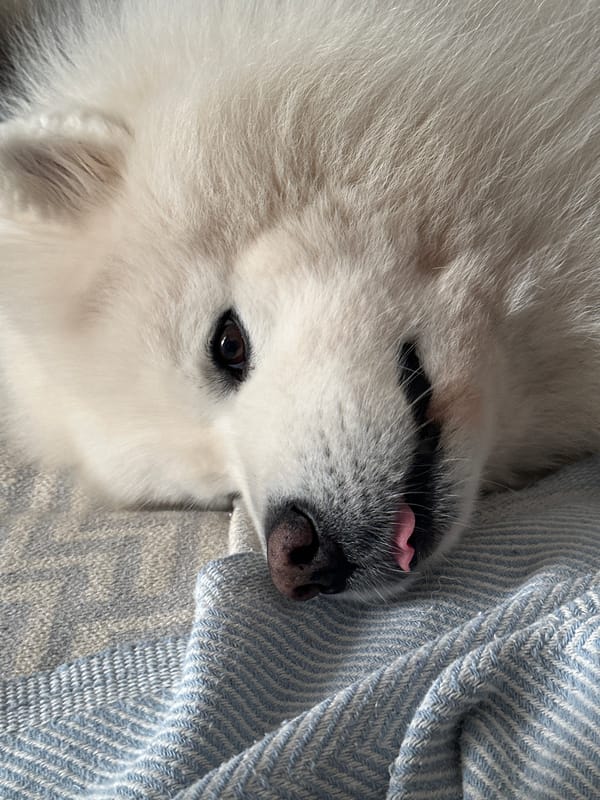 Samoyed dog resting on blanket captured in Montenegro videos