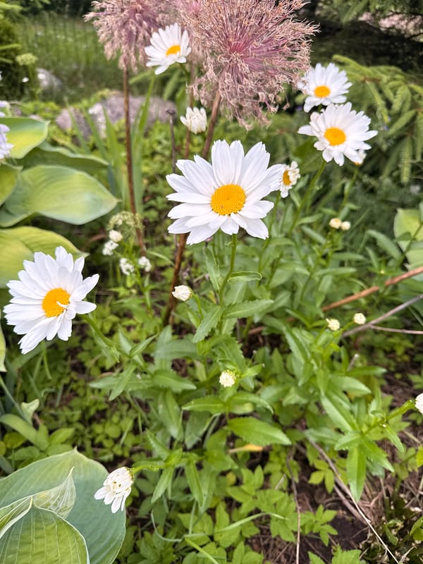 Garden flowers, a dog, and a summer afternoon in rural Lithuania