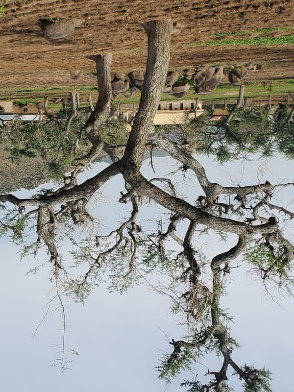 Rural village morning: people, vehicles, animals, and infrastructure