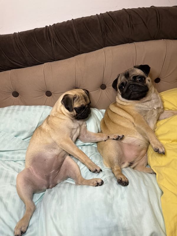 Pugs being pugs on a striped blue bed
