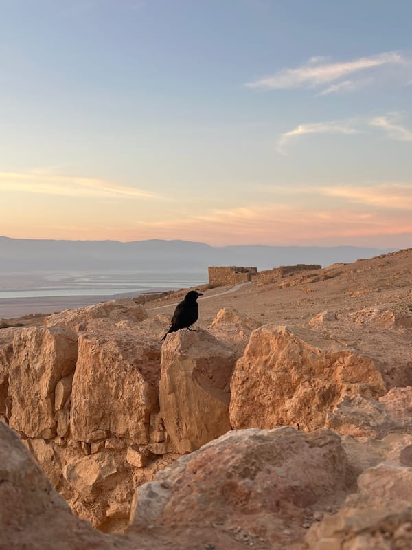 Tristram's starling spotted at Masada overlooking Dead Sea