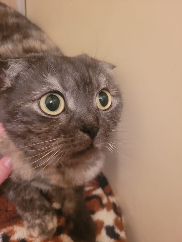 Cat photographed on animal-print surface in Izhevsk home