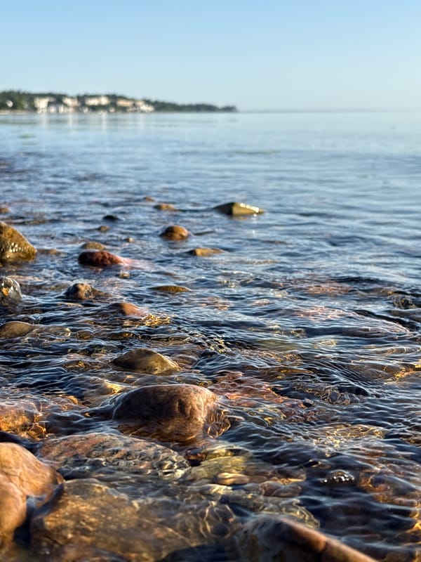 Shoreline details and wildflowers along the Danish Øresund coast