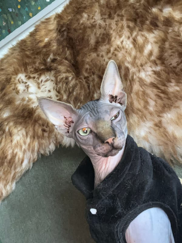 Lazy Sunday morning at home with pets in Konz