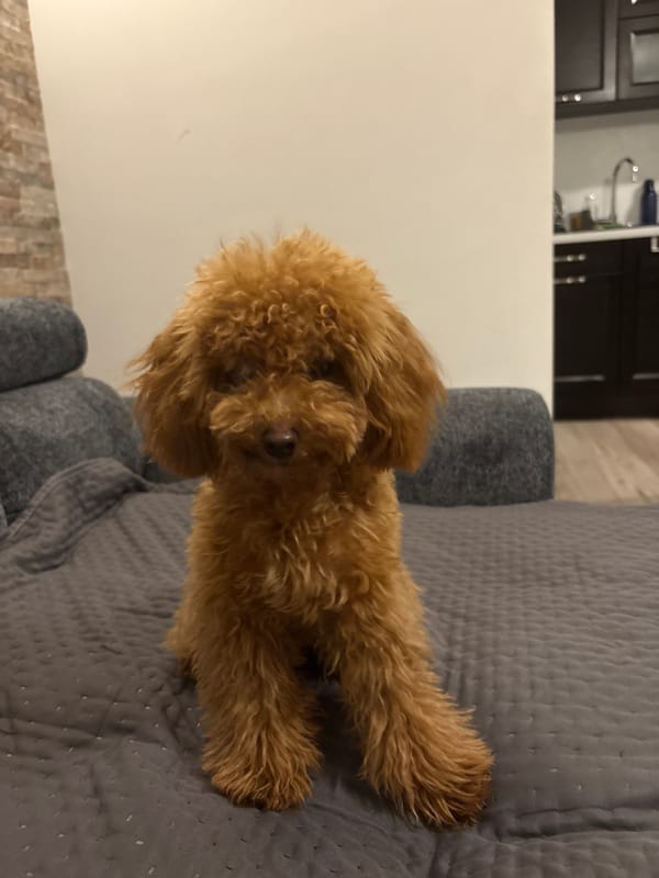 Brown poodle relaxes on couch in Sofia home