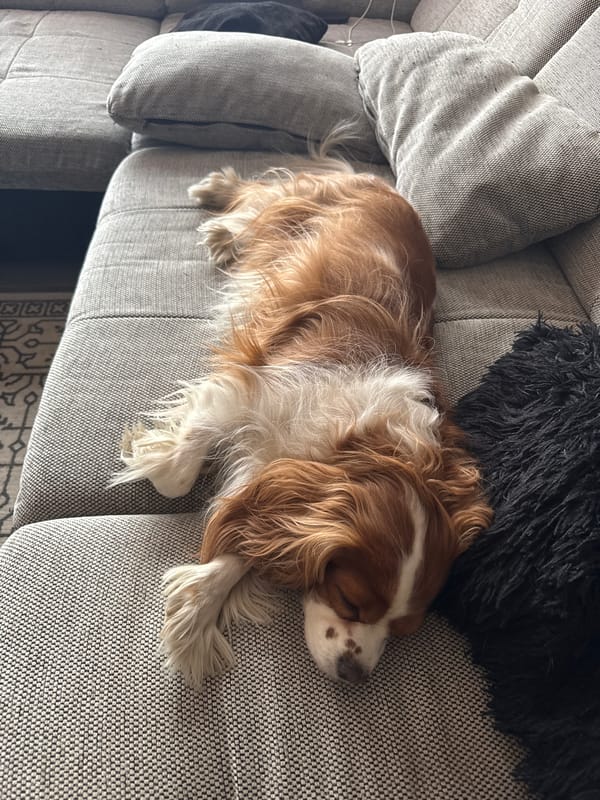 Cavalier King Charles Spaniel enjoys quiet morning moments in Sofia