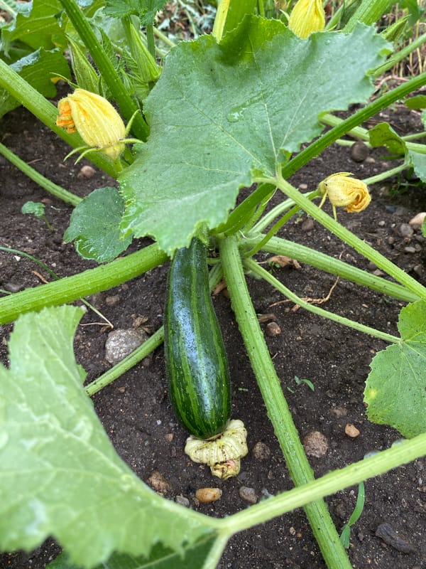 Summer garden check-in from Milvignes, Switzerland