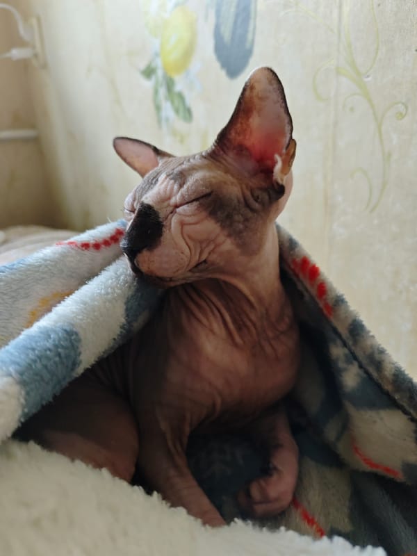 Sphynx cat sleeps under colorful blanket in Pyatigorsk home