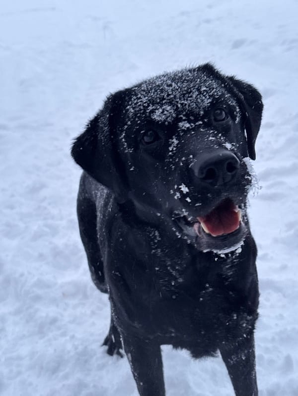 Black Lab plays with frisbee in snowy Chaikovsky forest