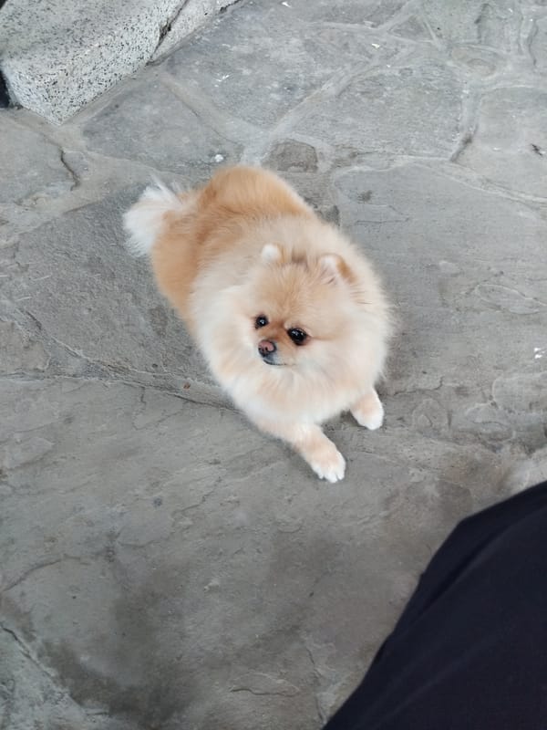 Pomeranian dog spends morning on stone patio in Bulgarian town