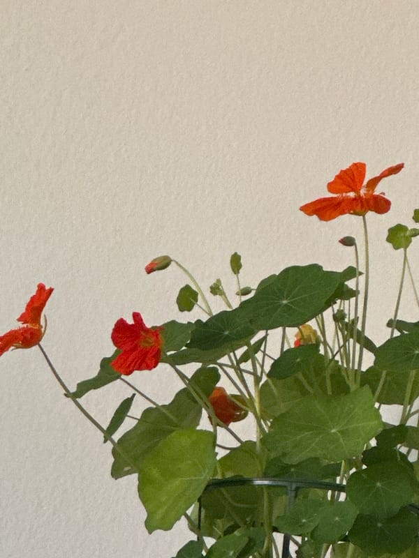 Indoor flowering plant with orange blooms photographed in València