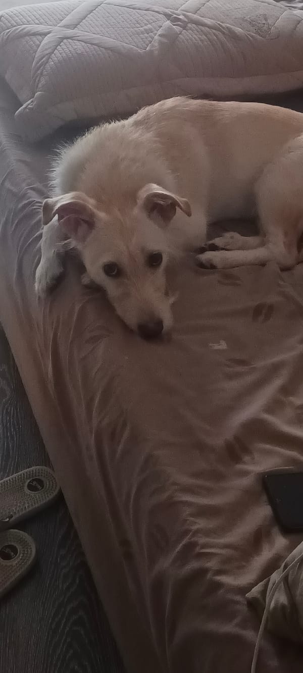 Floppy-eared dog lounging on a bed in Almaty