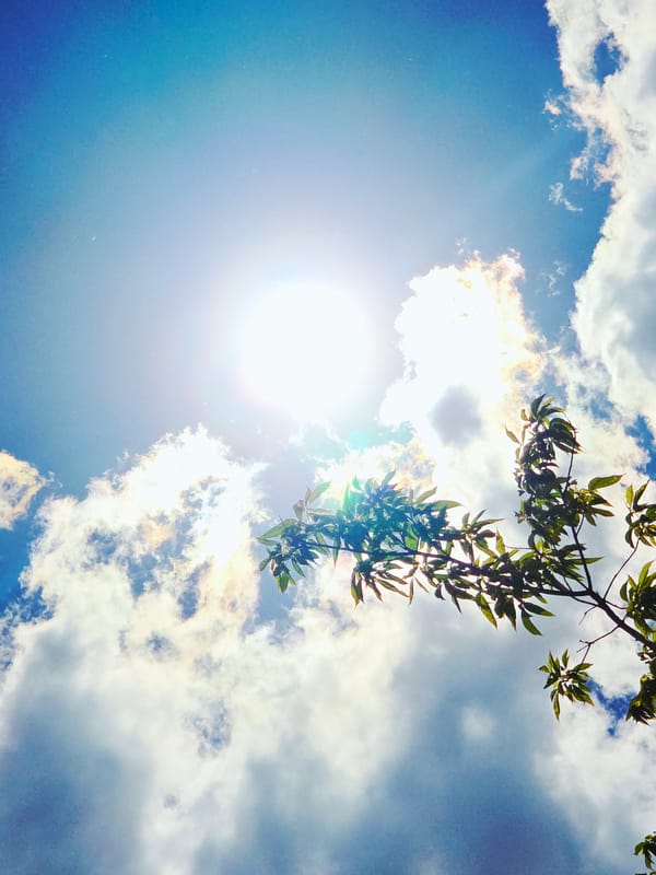 Morning nature photography session captures skies, flowers, plants