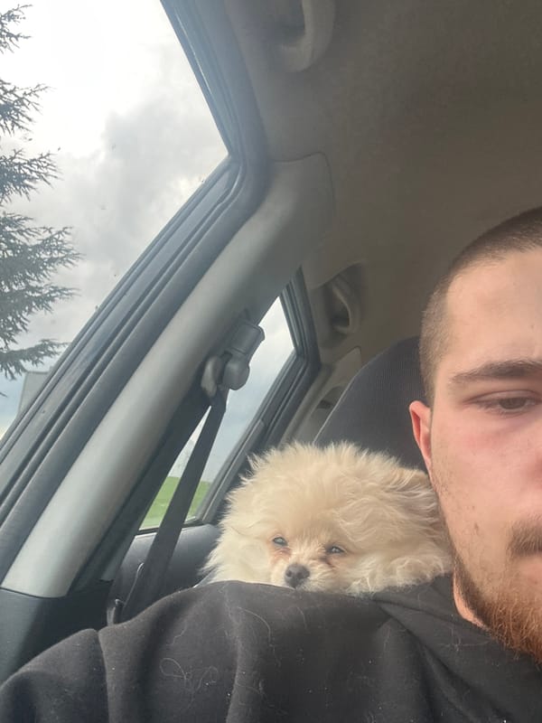 Dog travels safely buckled in car seat in Bulgaria
