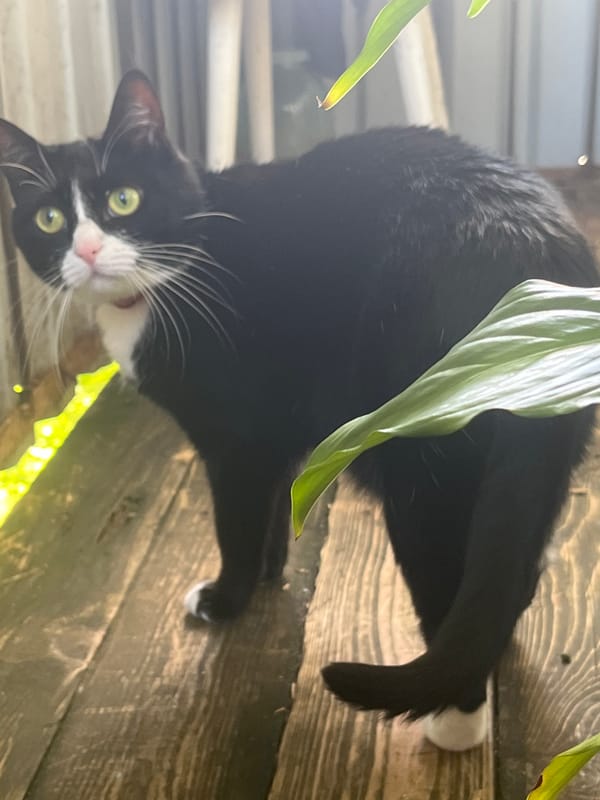 A cat, some houseplants, and filtered sunlight through leaves