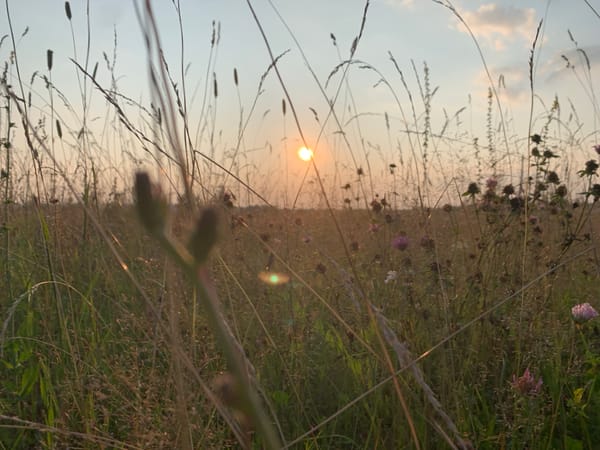 Motorcycle parked at sunset in a wildflower field, Panteleevka