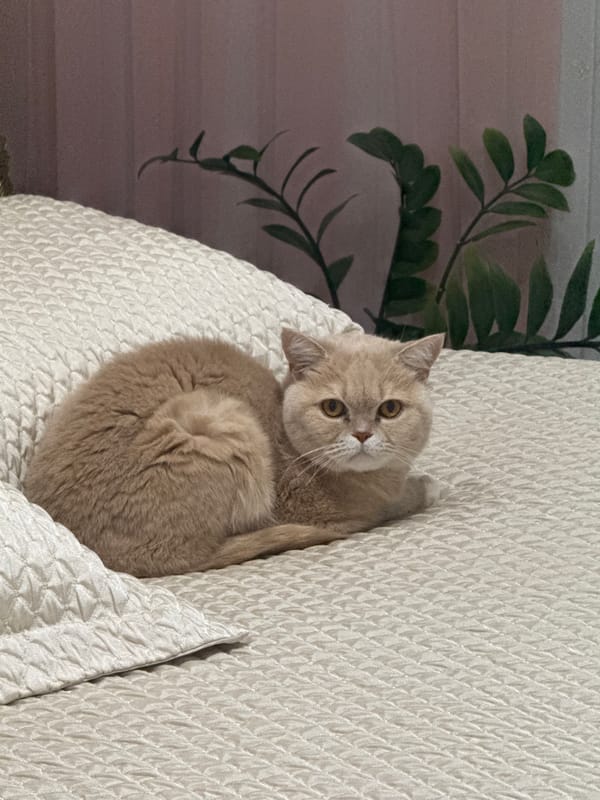 Cat rests on quilted surface indoors