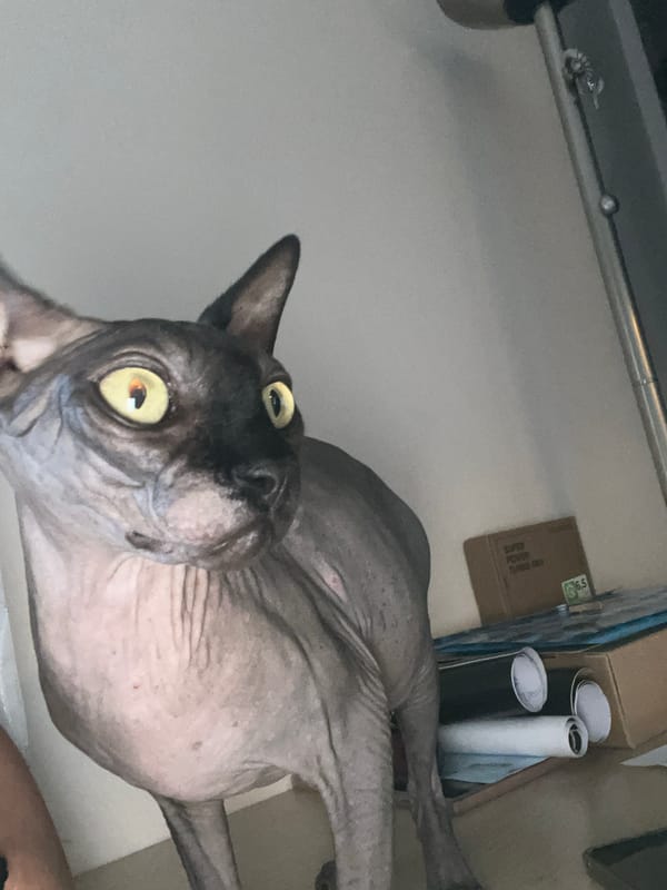 Sphynx cat and shelf decor in a Kallithea home