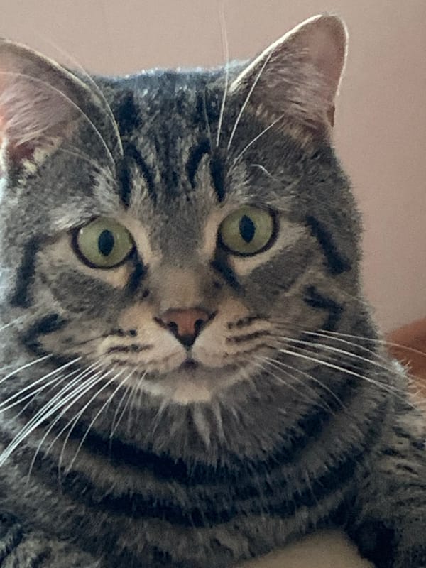 Gray tabby cat photographed in various poses in Stavropol