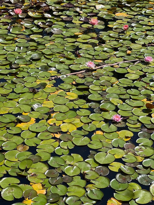 Water lily pond in Kiryat Bialik, Israel